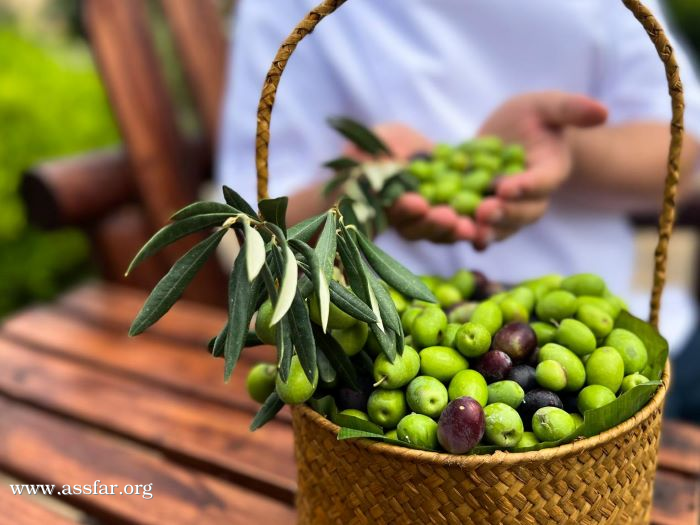 أنانتارا عُمان يطلق مهرجان حصاد الزيتون